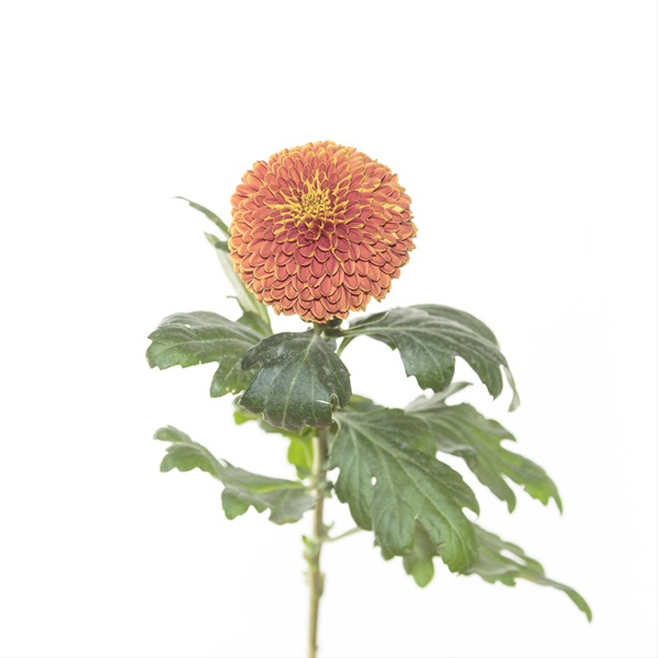 Chrys Disbud Bronze Cronos Disbuds/Mums Chrysanthemum Flowers by